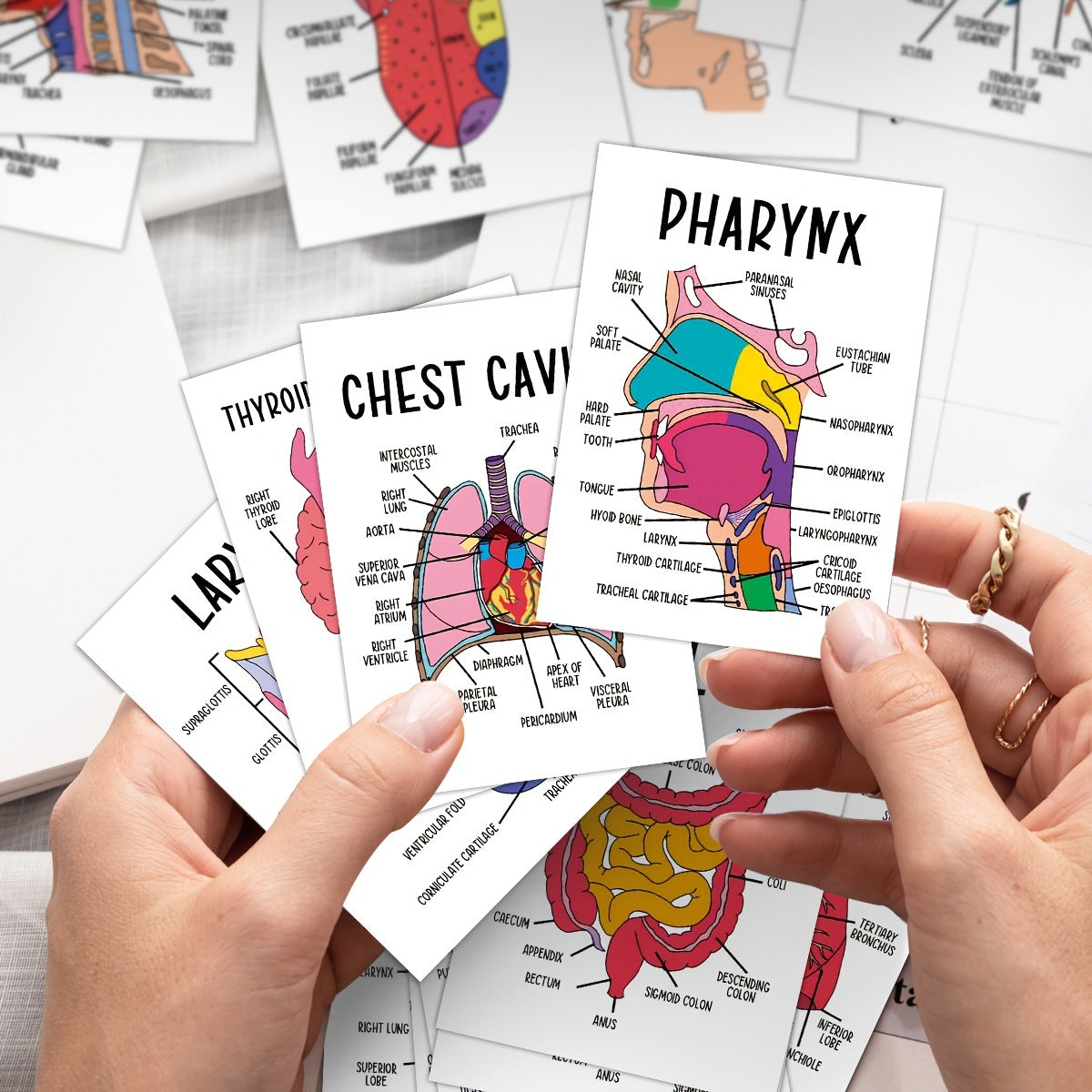 30 Pcs Human Anatomy Flash Cards – Study Guide for Medical & Nursing Students