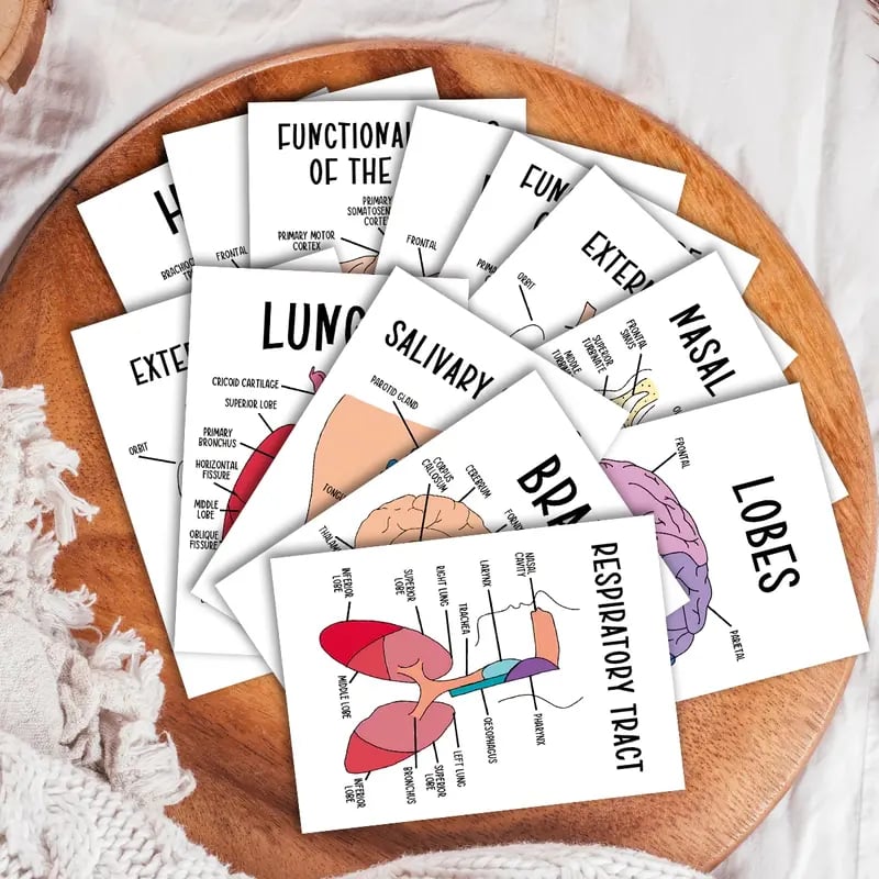 30 Pcs Human Anatomy Flash Cards – Study Guide for Medical & Nursing Students