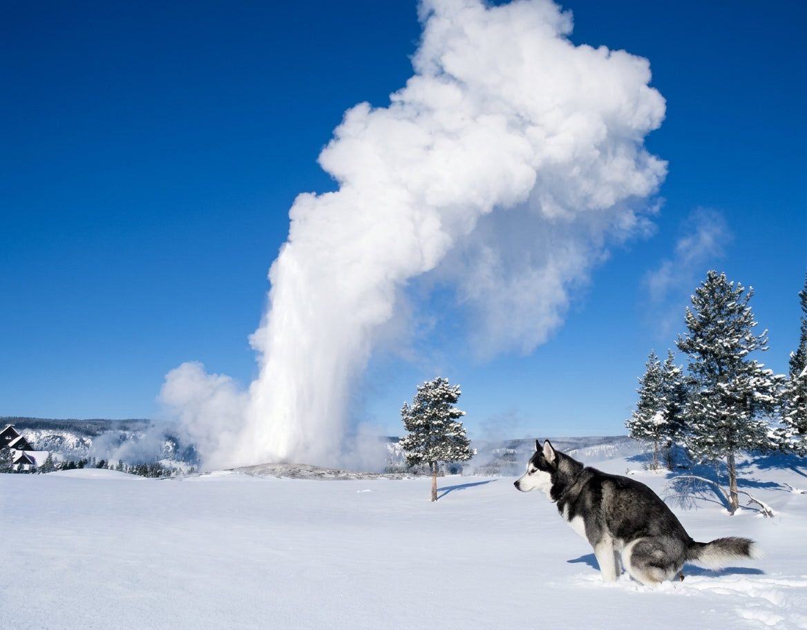 2027 Dogs Pooping in Beautiful Places Funny Wall Calendar