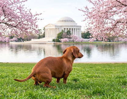 2027 Dogs Pooping in Beautiful Places Funny Wall Calendar