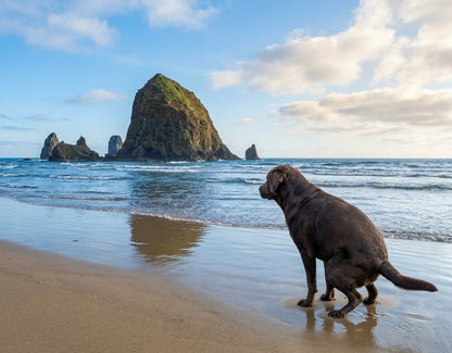 2027 Dogs Pooping in Beautiful Places Funny Wall Calendar