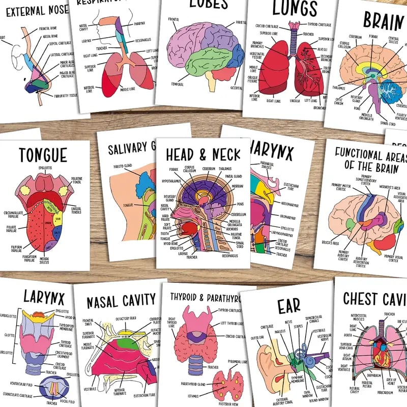 30 Pcs Human Anatomy Flash Cards – Study Guide for Medical & Nursing Students