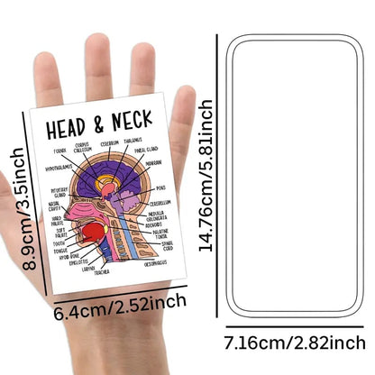 30 Pcs Human Anatomy Flash Cards – Study Guide for Medical & Nursing Students