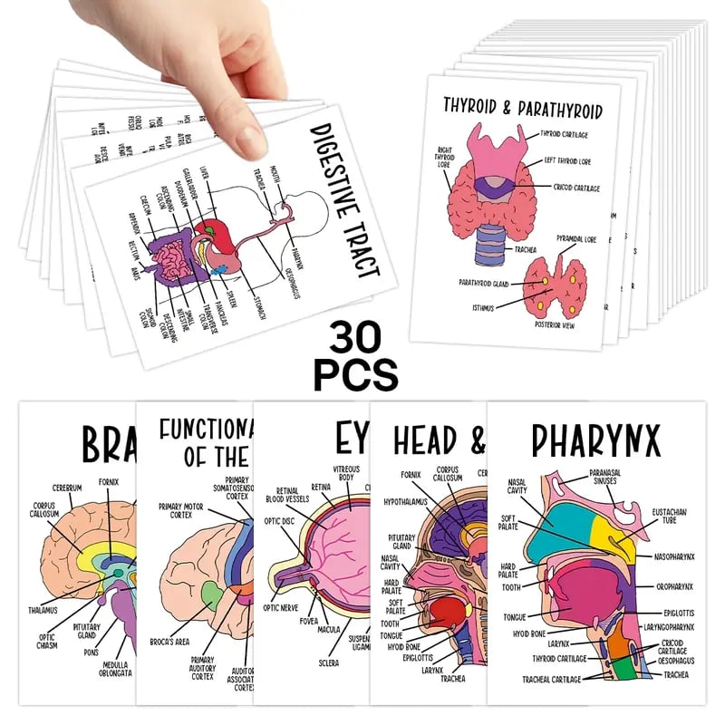 30 Pcs Human Anatomy Flash Cards – Study Guide for Medical & Nursing Students
