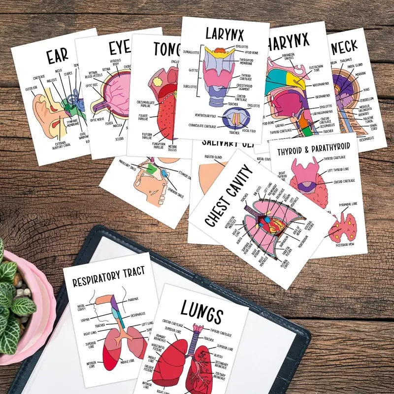 30 Pcs Human Anatomy Flash Cards – Study Guide for Medical & Nursing Students