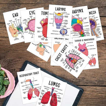 30 Pcs Human Anatomy Flash Cards – Study Guide for Medical & Nursing Students