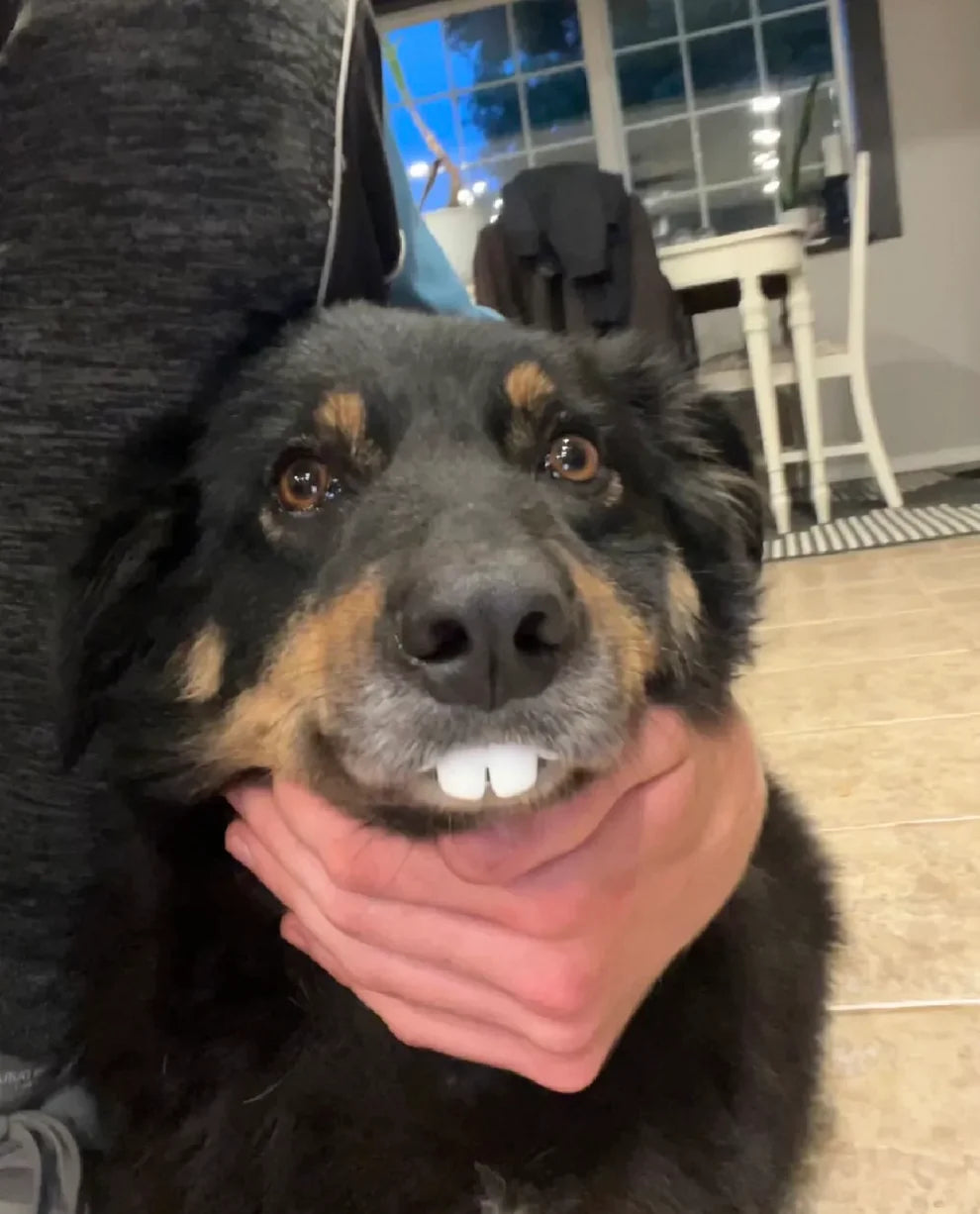 Funny 3D Printed Dog Teeth - Fits Most Dog Sizes
