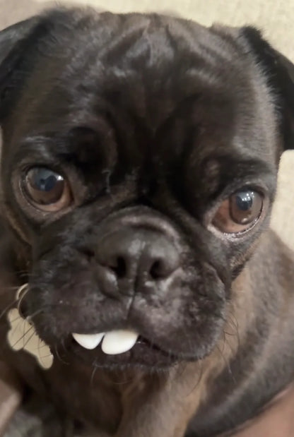 Funny 3D Printed Dog Teeth - Fits Most Dog Sizes