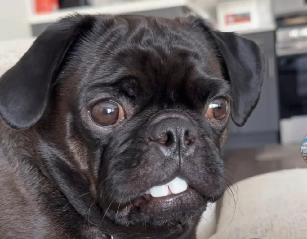 Funny 3D Printed Dog Teeth - Fits Most Dog Sizes