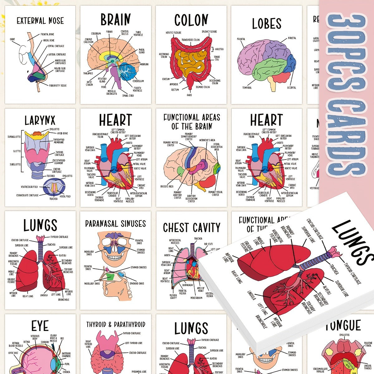 30 Pcs Human Anatomy Flash Cards – Study Guide for Medical & Nursing Students