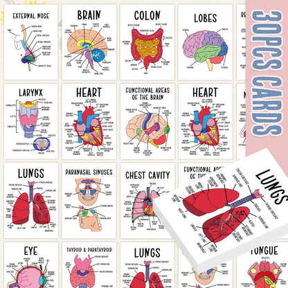 30 Pcs Human Anatomy Flash Cards – Study Guide for Medical & Nursing Students