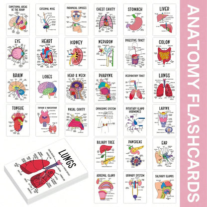 30 Pcs Human Anatomy Flash Cards – Study Guide for Medical & Nursing Students