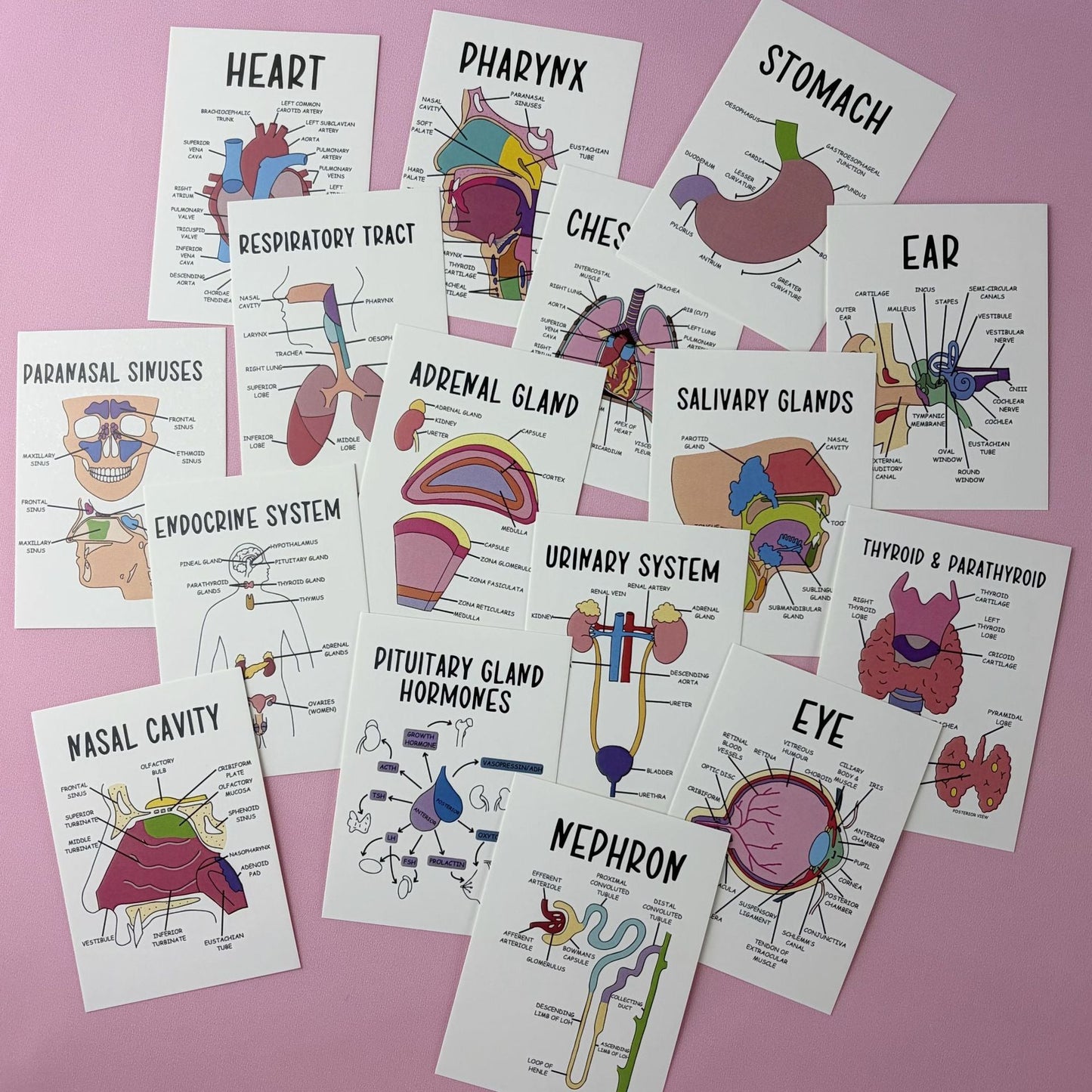 30 Pcs Human Anatomy Flash Cards – Study Guide for Medical & Nursing Students