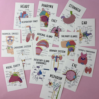 30 Pcs Human Anatomy Flash Cards – Study Guide for Medical & Nursing Students