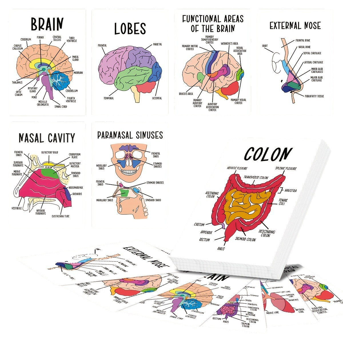30 Pcs Human Anatomy Flash Cards – Study Guide for Medical & Nursing Students