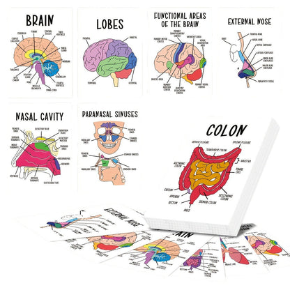 30 Pcs Human Anatomy Flash Cards – Study Guide for Medical & Nursing Students