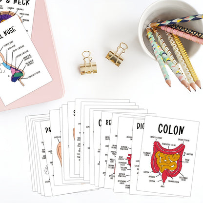 30 Pcs Human Anatomy Flash Cards – Study Guide for Medical & Nursing Students