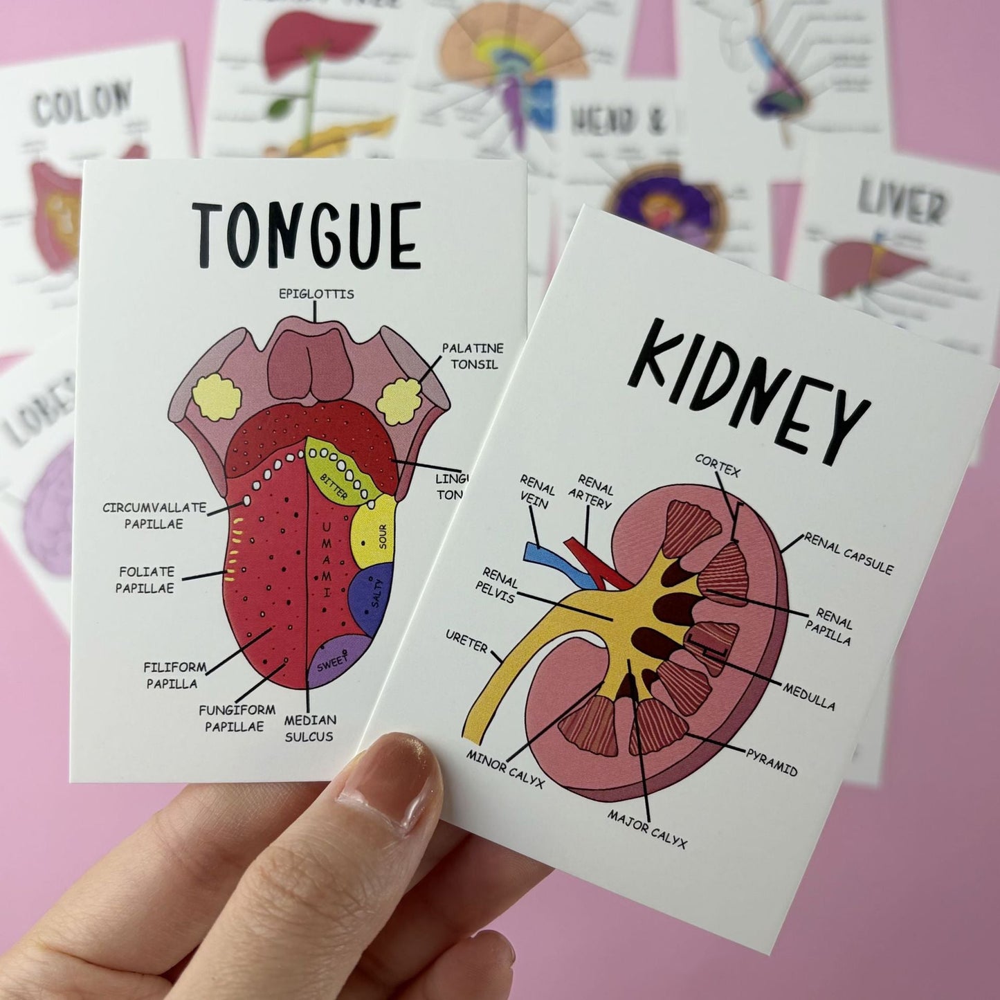 30 Pcs Human Anatomy Flash Cards – Study Guide for Medical & Nursing Students