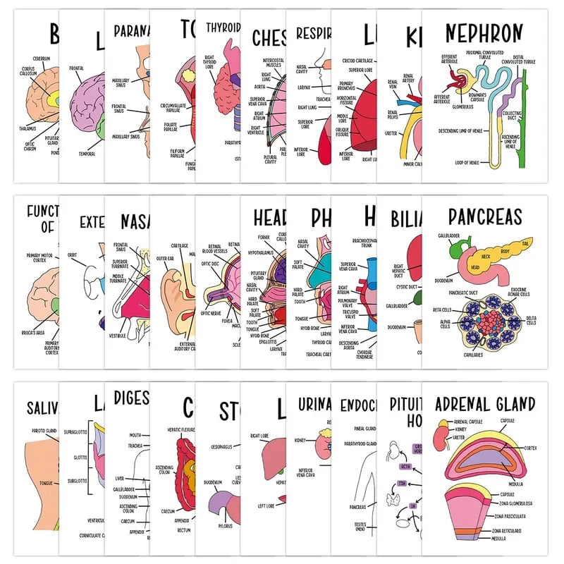 30 Pcs Human Anatomy Flash Cards – Study Guide for Medical & Nursing Students