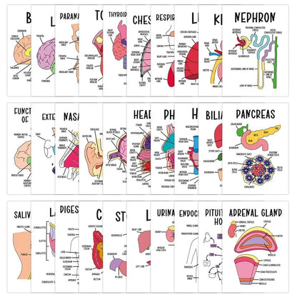 30 Pcs Human Anatomy Flash Cards – Study Guide for Medical & Nursing Students